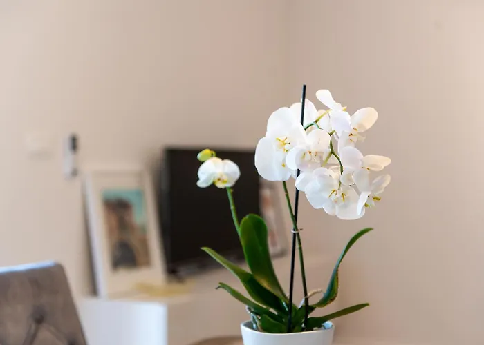 Apartment Ivi Trogir